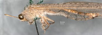 Media type: image;   Entomology 10637 Aspect: habitus lateral view
